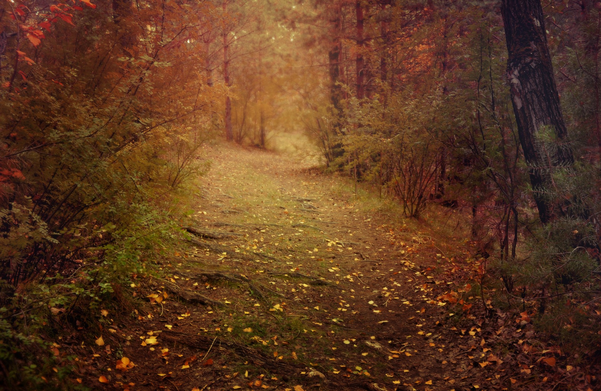 nature landscape road free photo