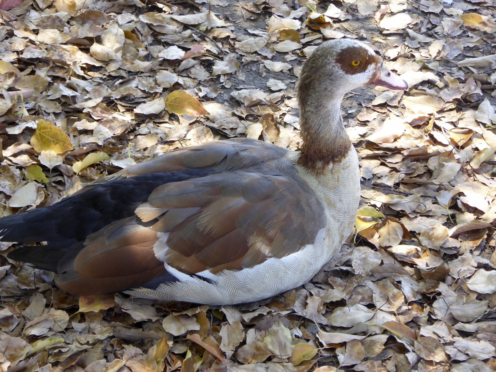 duck ducks autumn free photo