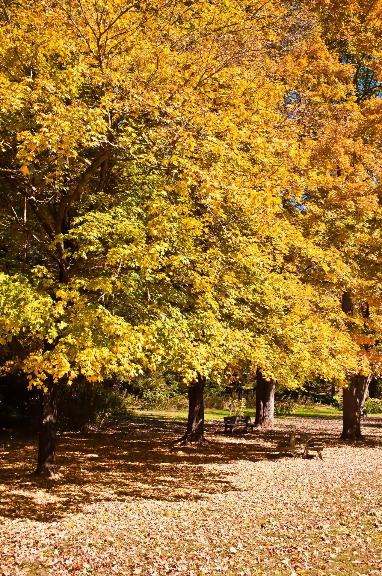 autumn beech branch free photo