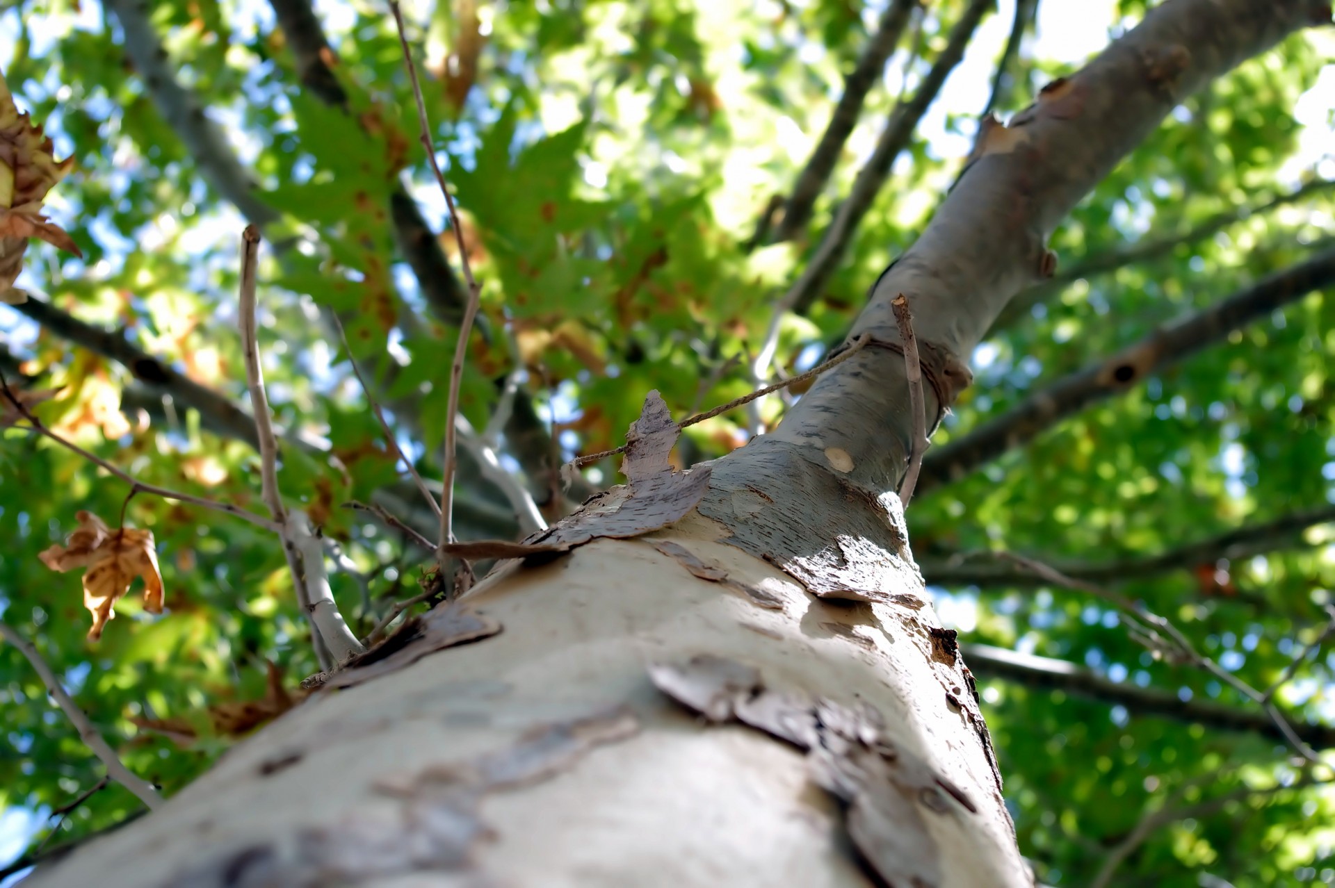 autumn fall tree free photo