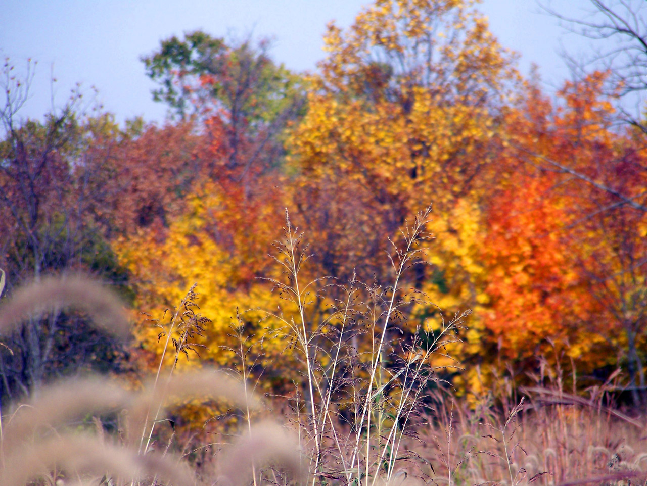 autumn fall field free photo