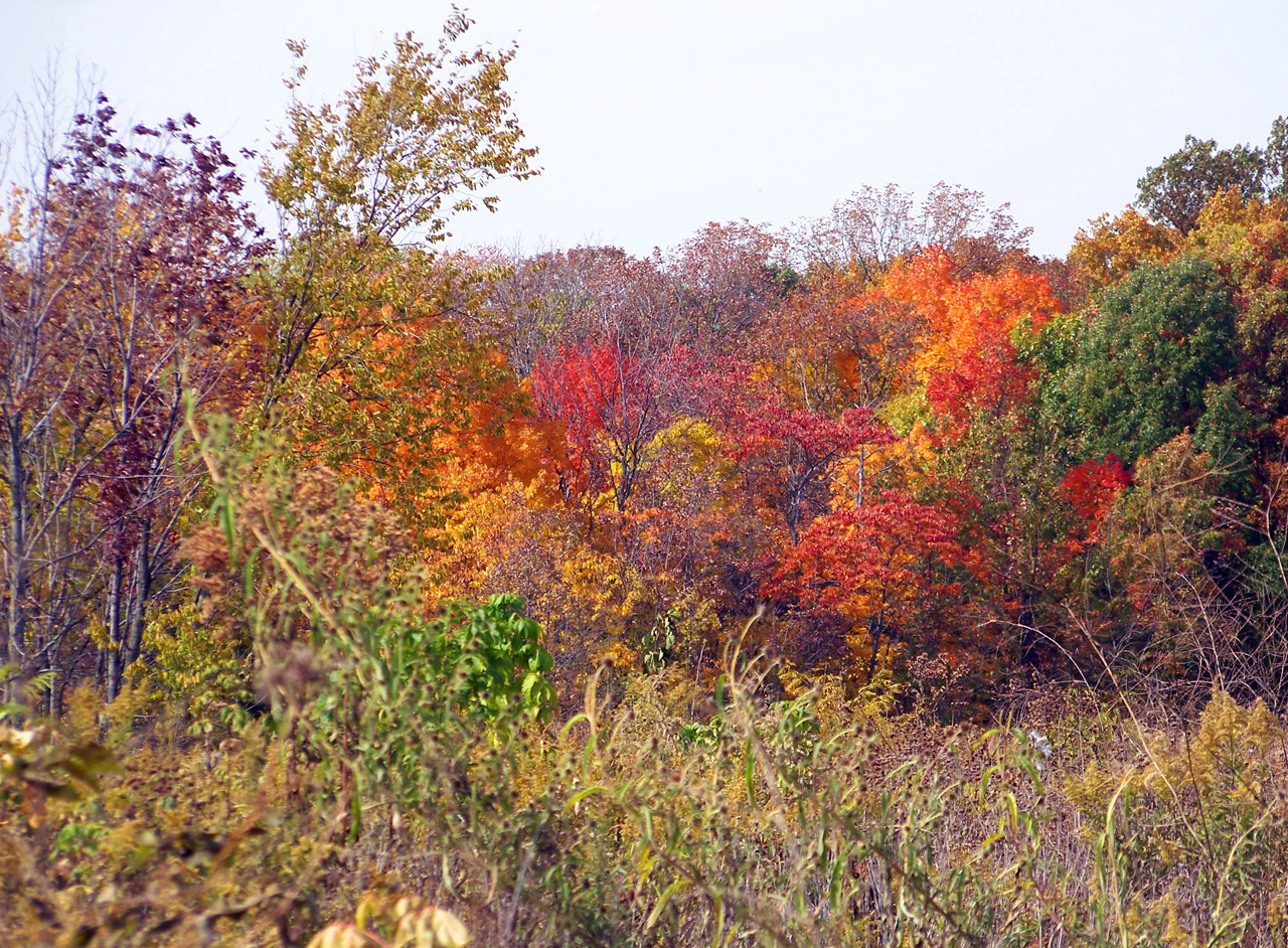 autumn fall field free photo