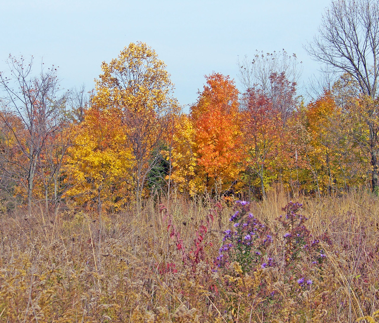 autumn fall field free photo