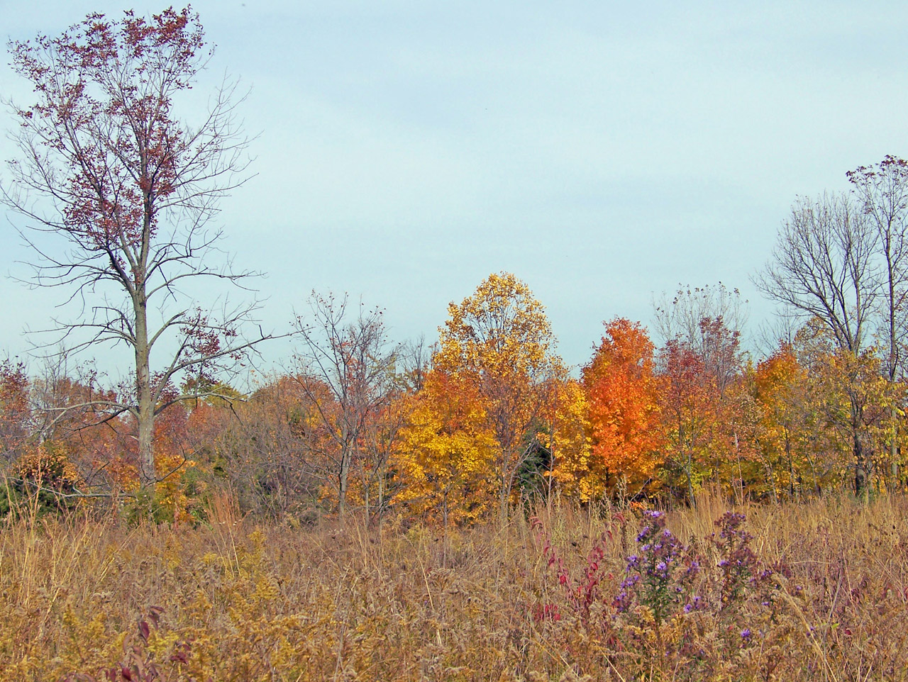 autumn fall field free photo