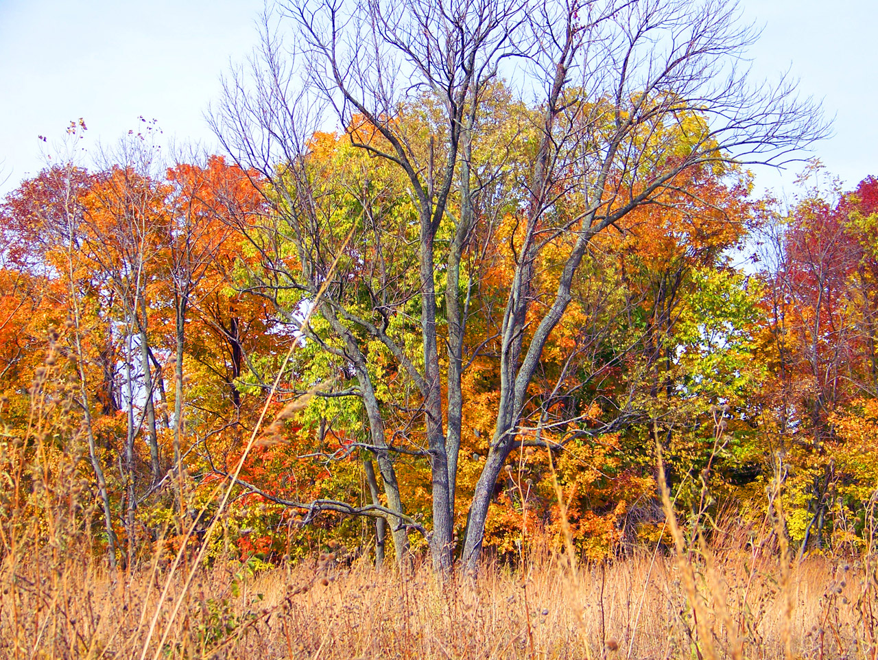 autumn fall field free photo