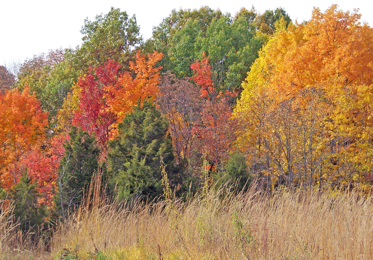 autumn fall field free photo