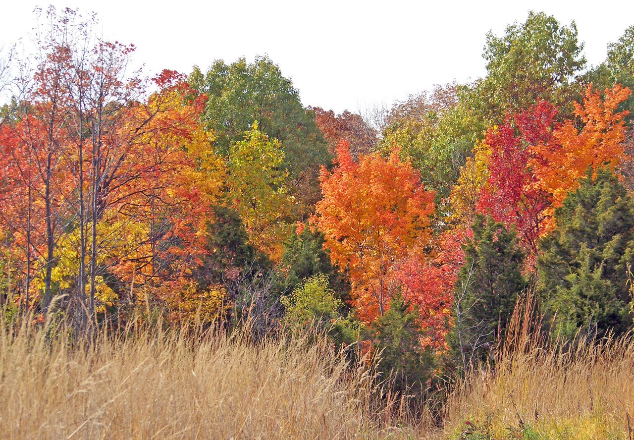 autumn fall field free photo