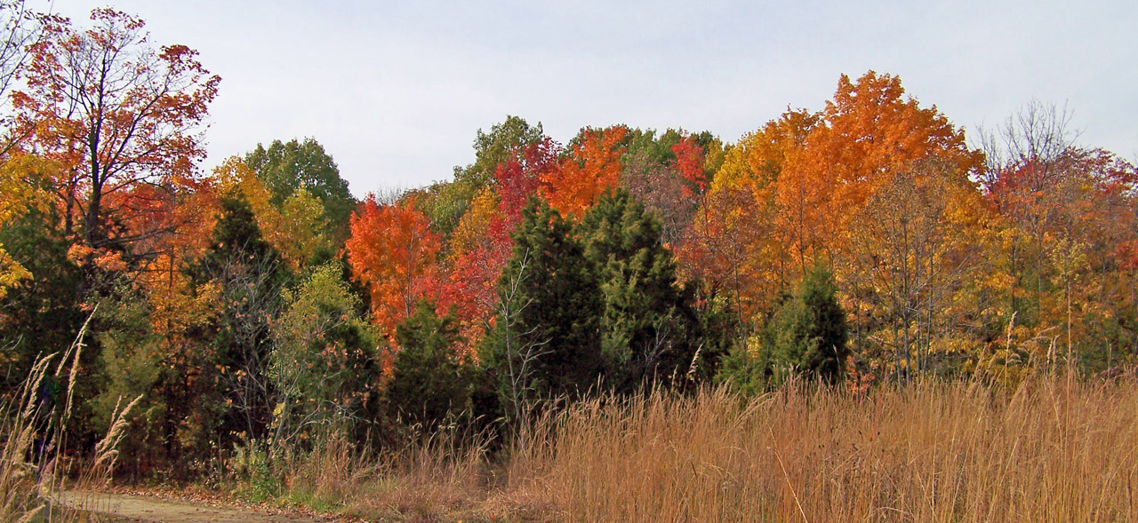 autumn fall field free photo