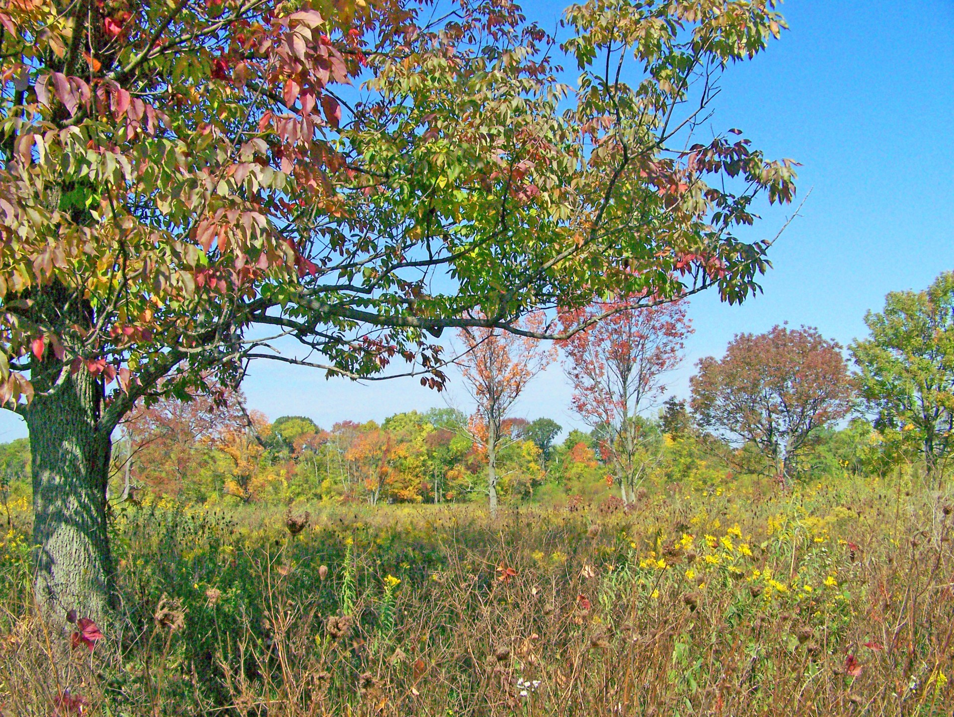 field autumn fall free photo