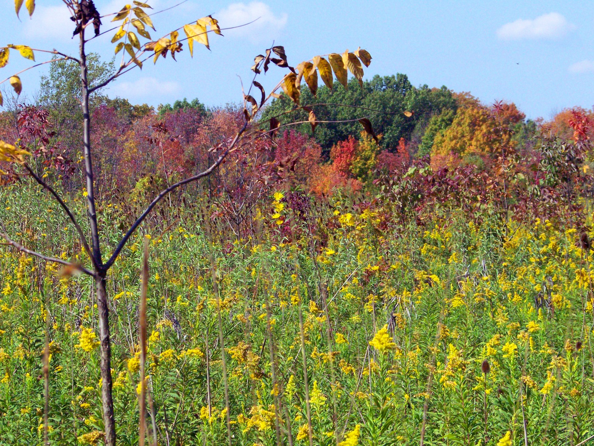 field autumn fall free photo