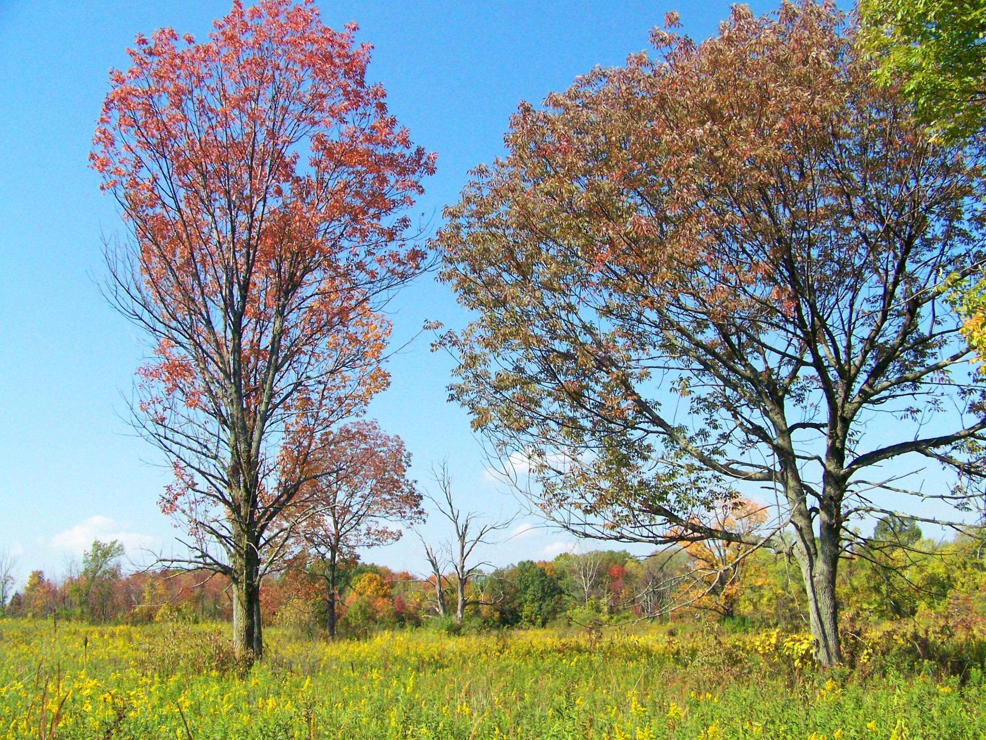 field autumn fall free photo