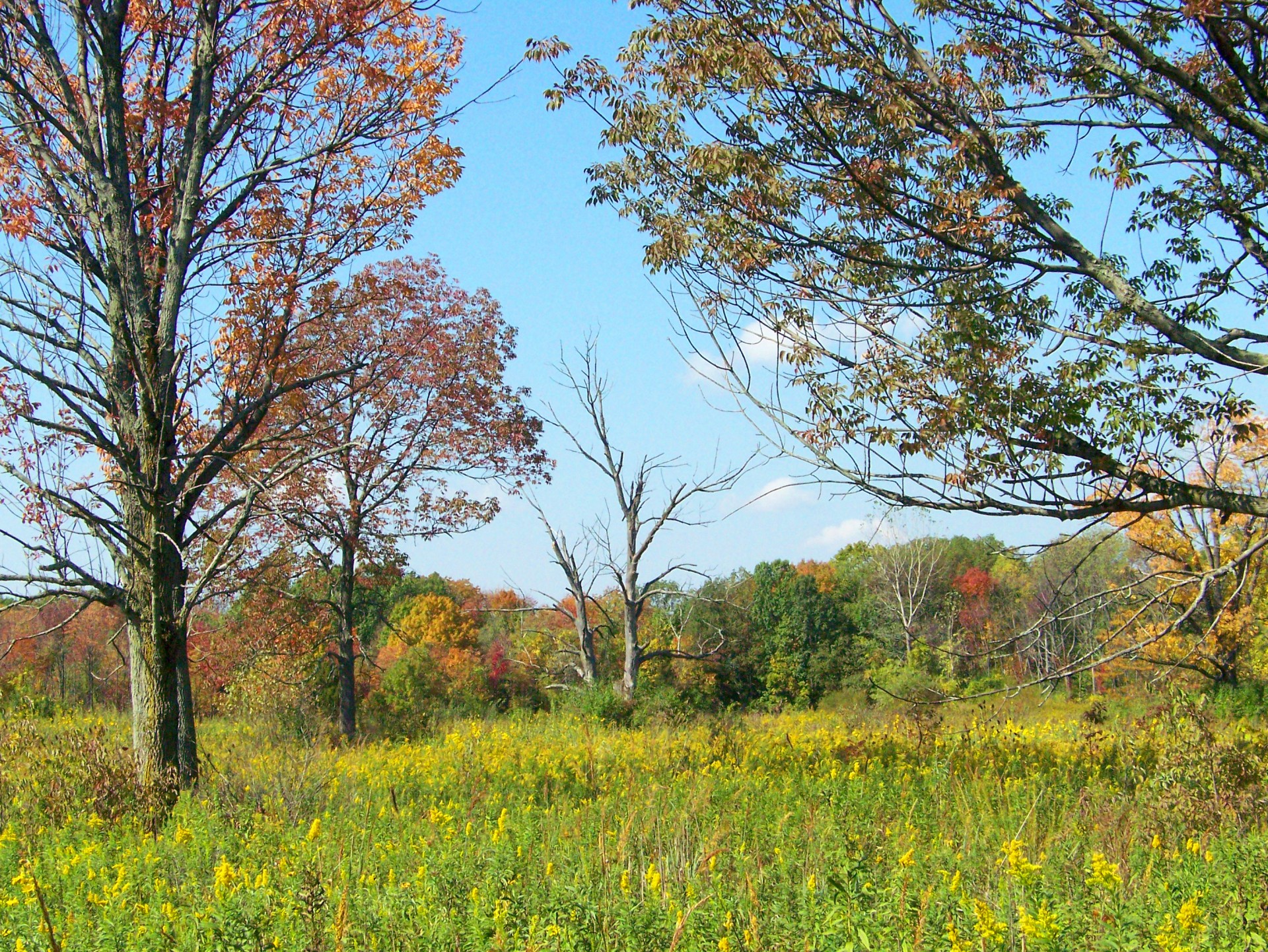 field autumn fall free photo