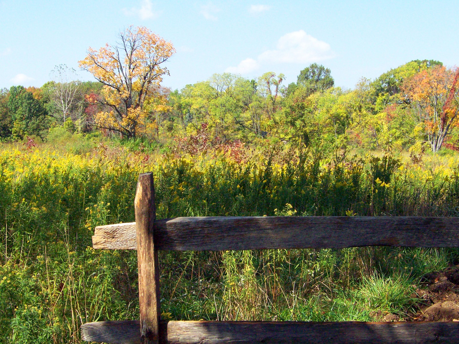 field fall autumn free photo