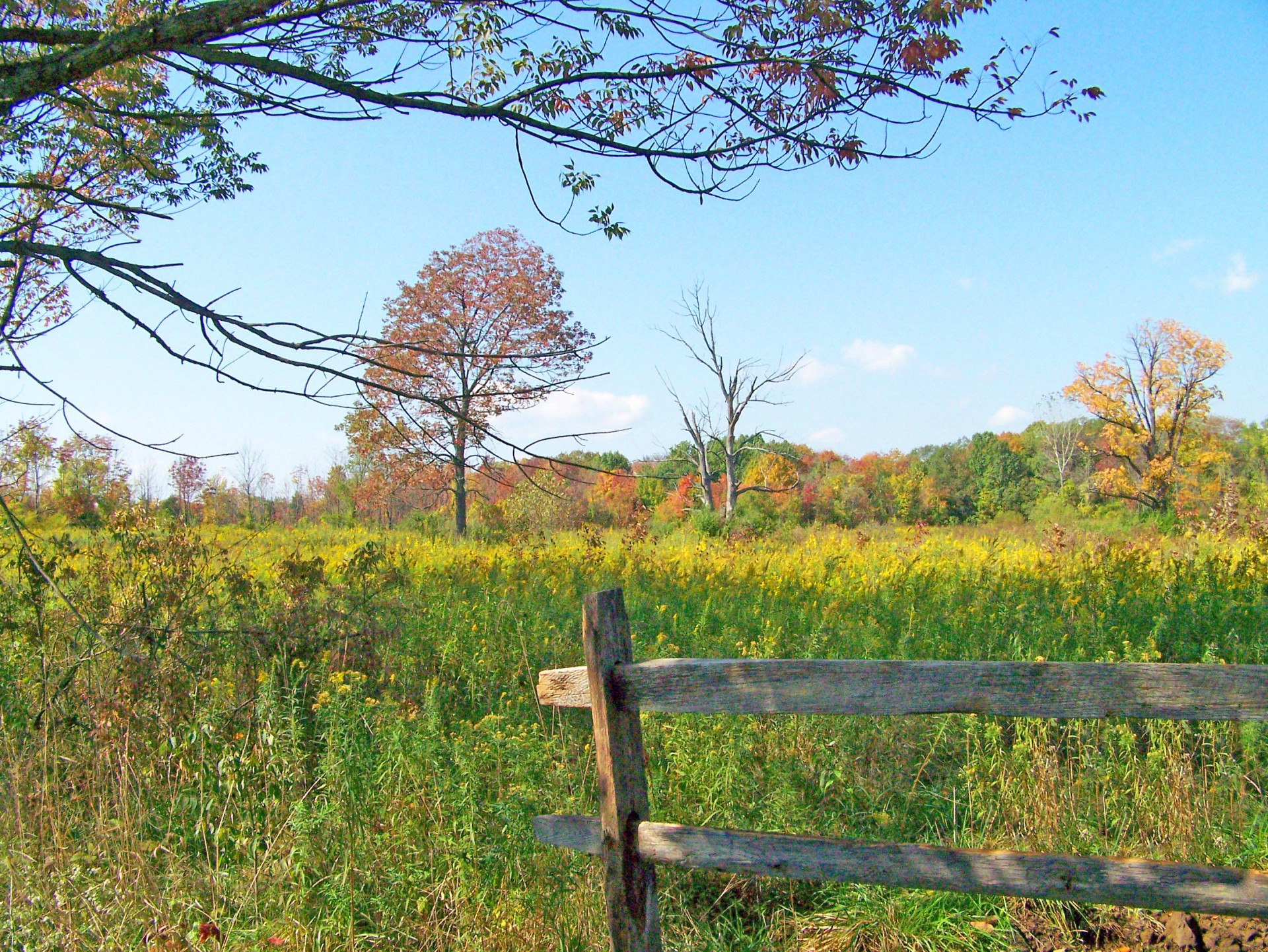 field fall autumn free photo