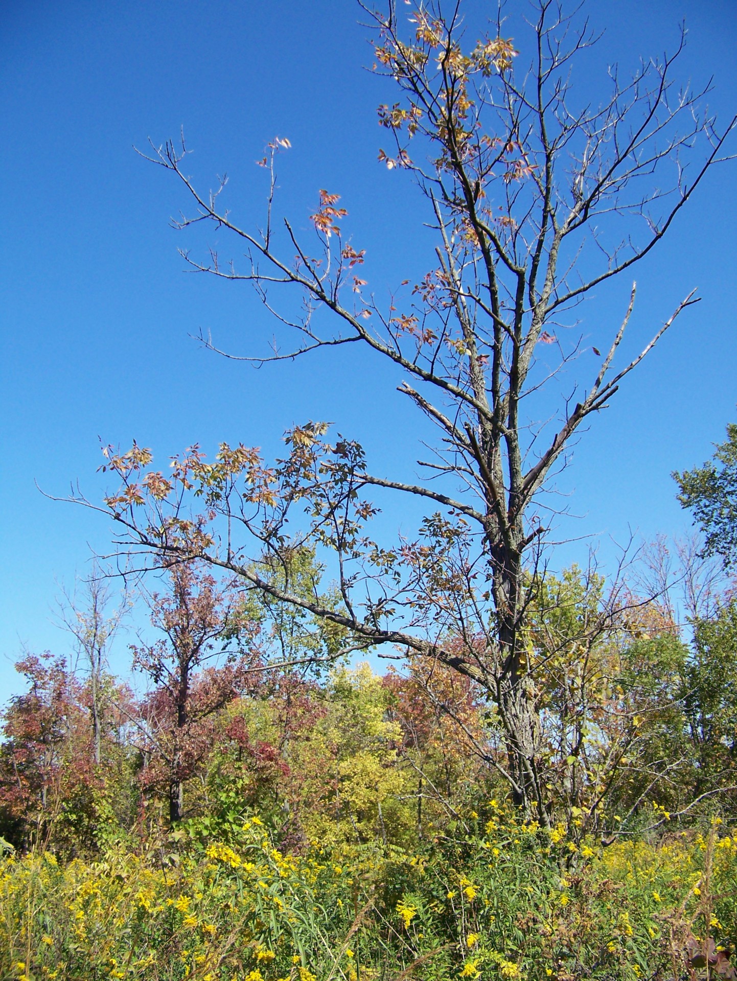 fall autumn leaves free photo