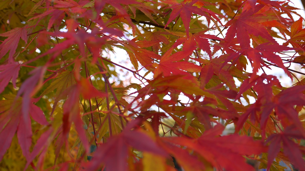 autumn fire light maple free photo