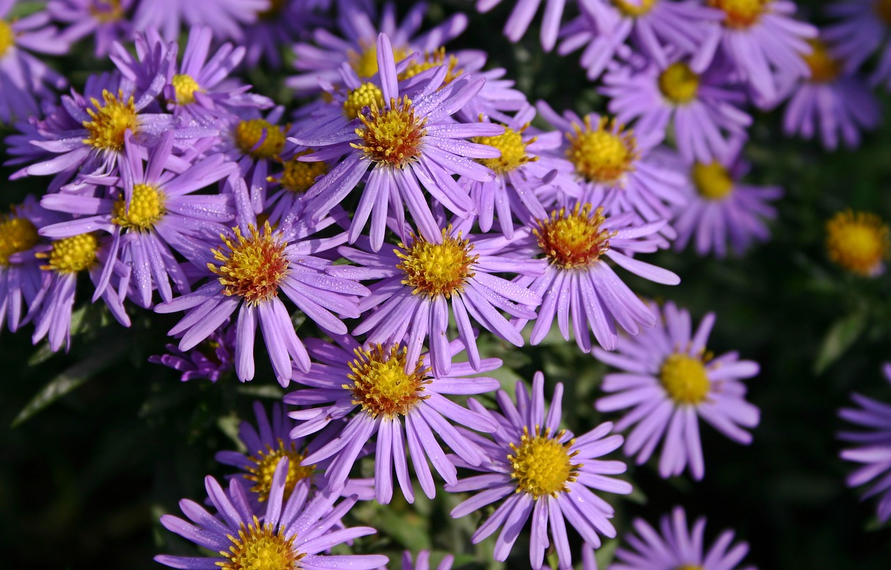 autumn flower aster purple free photo
