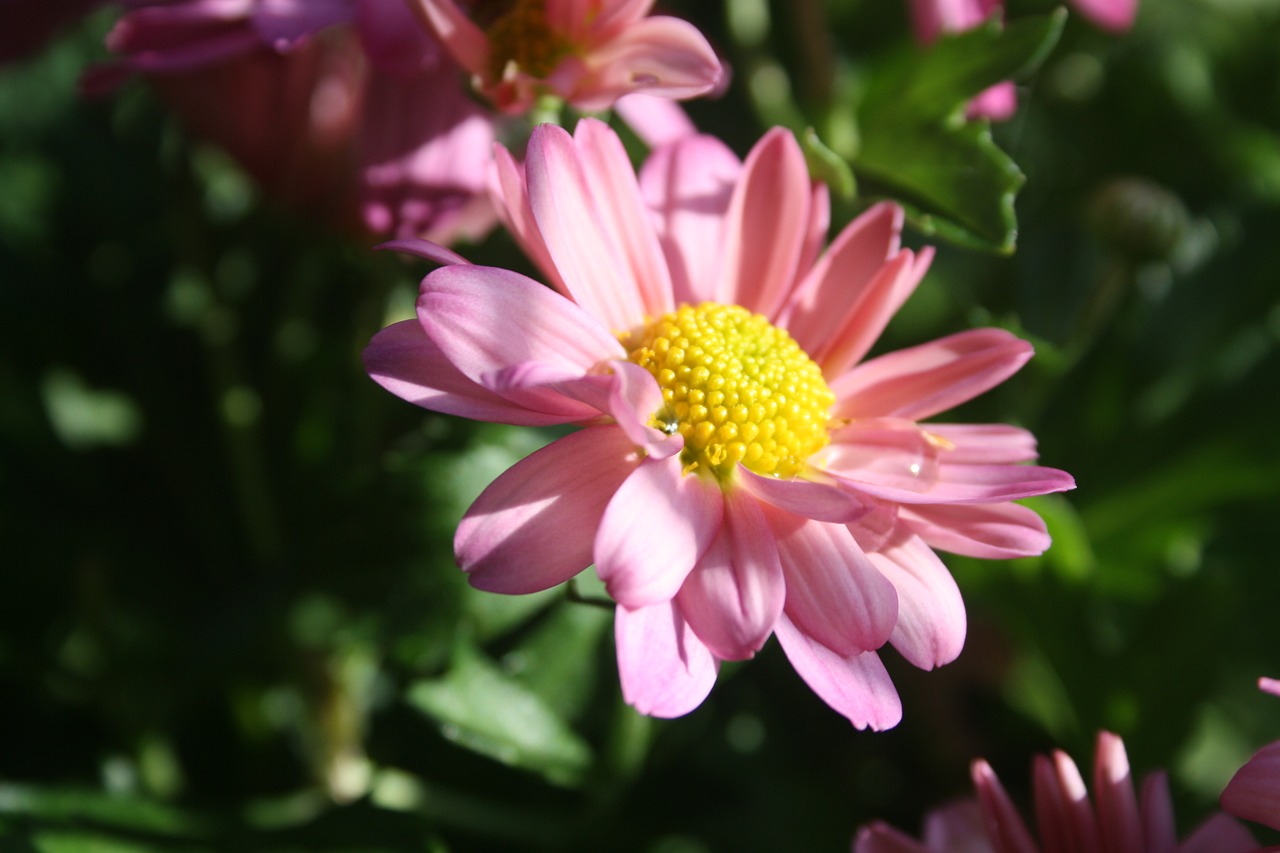 autumn flower flower pink free photo