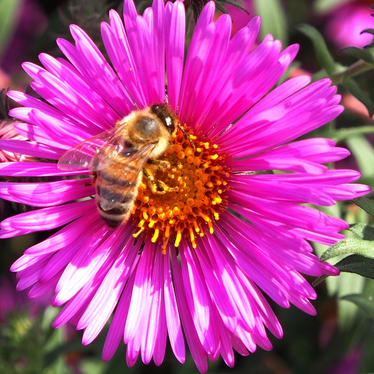 autumn flower  asters  autumn free photo