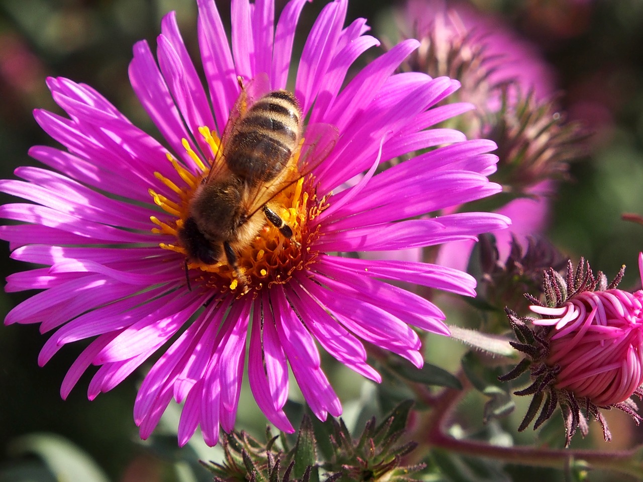 autumn flower  asters  autumn free photo