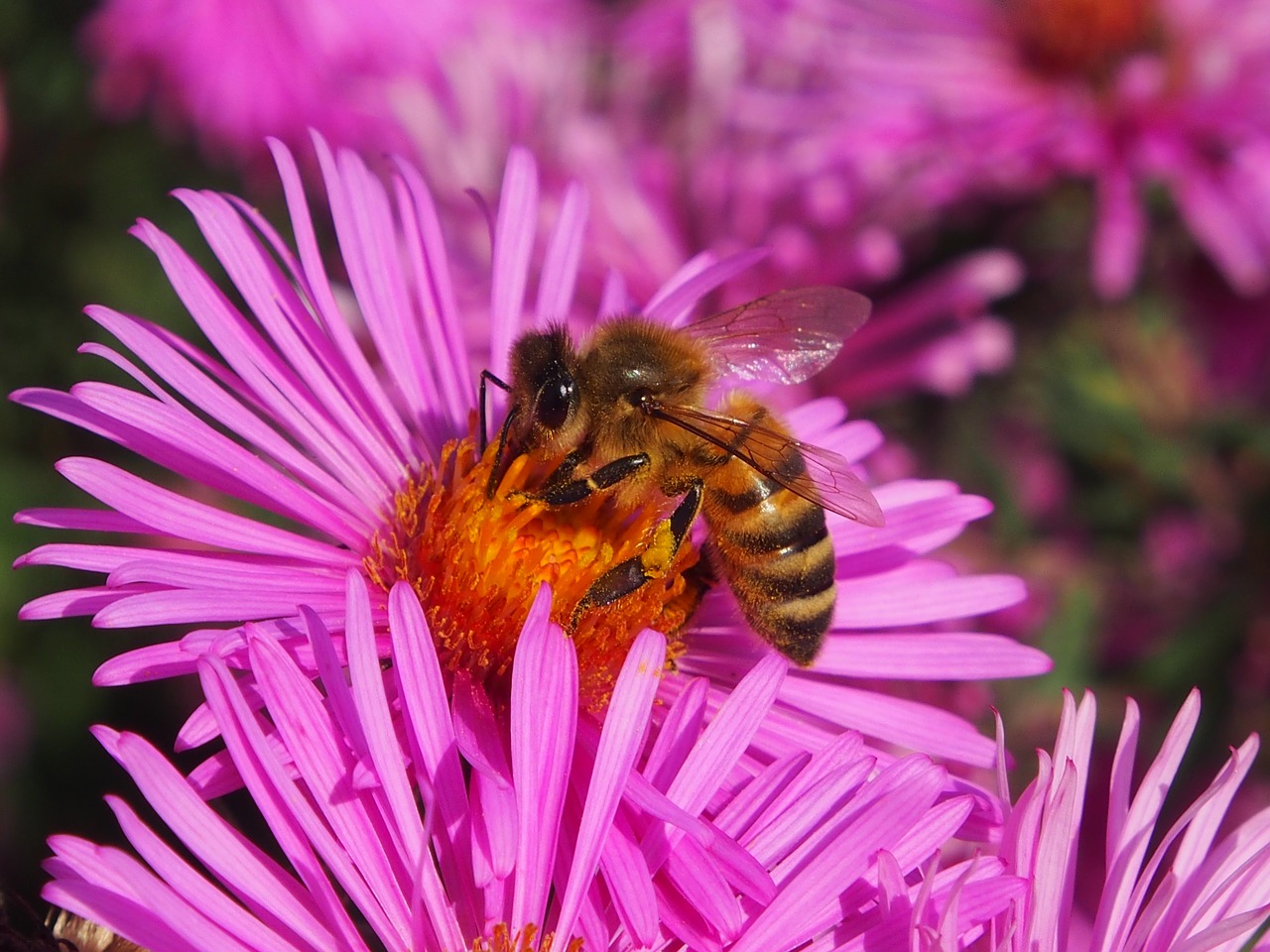 autumn flower  asters  autumn free photo