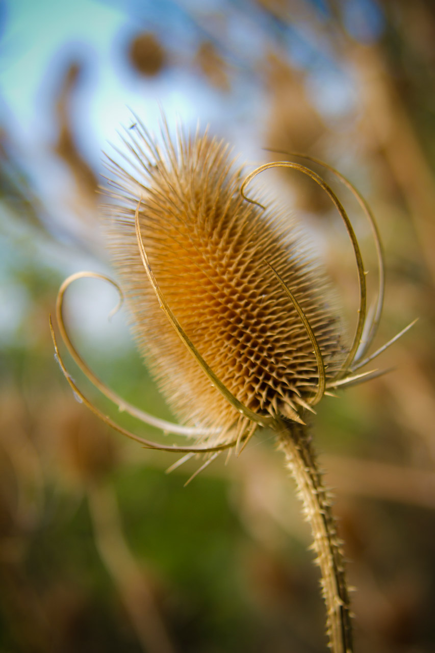 autumn flower dry free photo