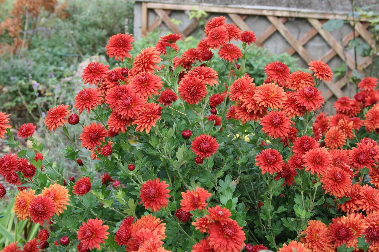 autumn flowers asters autumn free photo