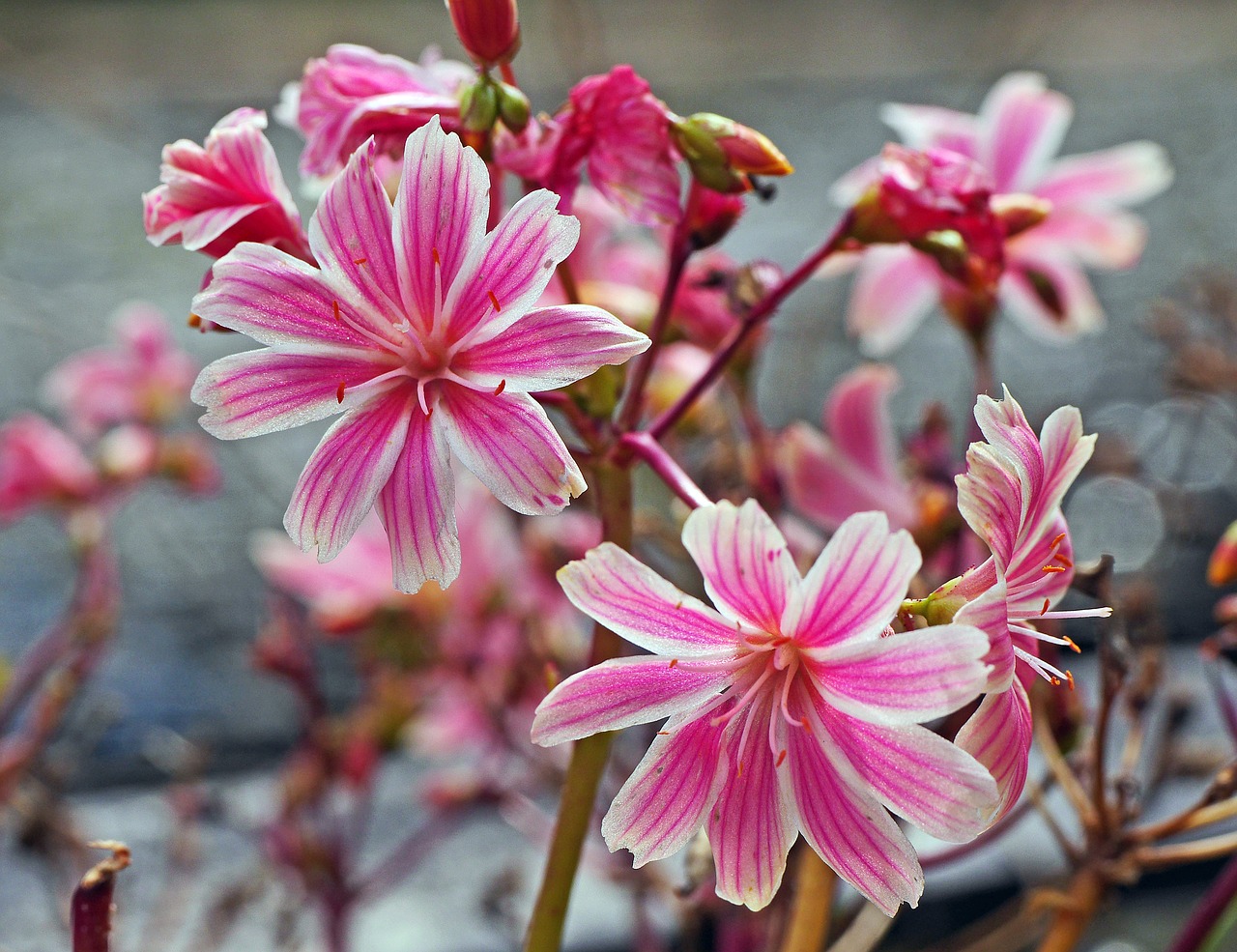 autumn flowers star pink free photo