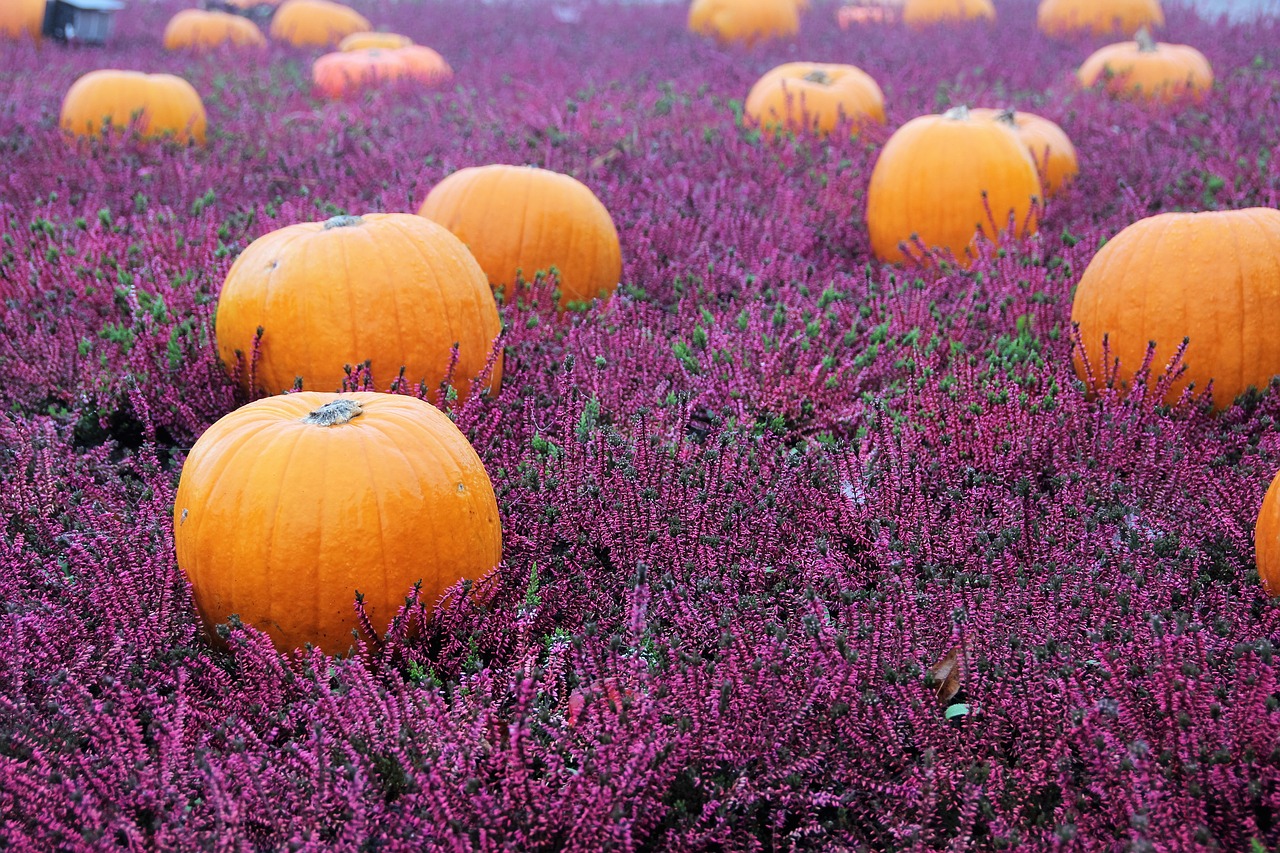 autumn flowers herbstdeko autumn free photo