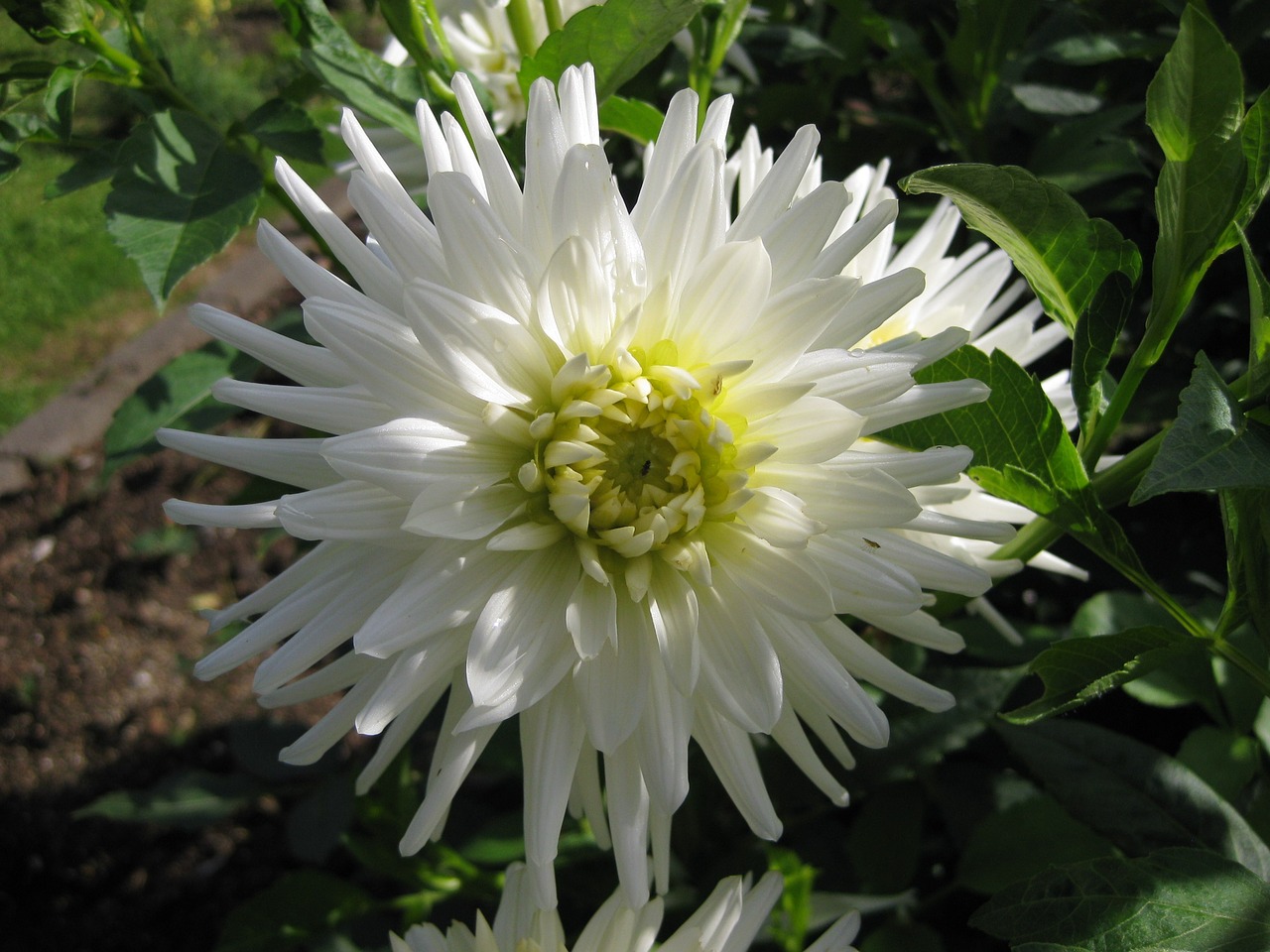 autumn flowers dahlia flower nature free photo