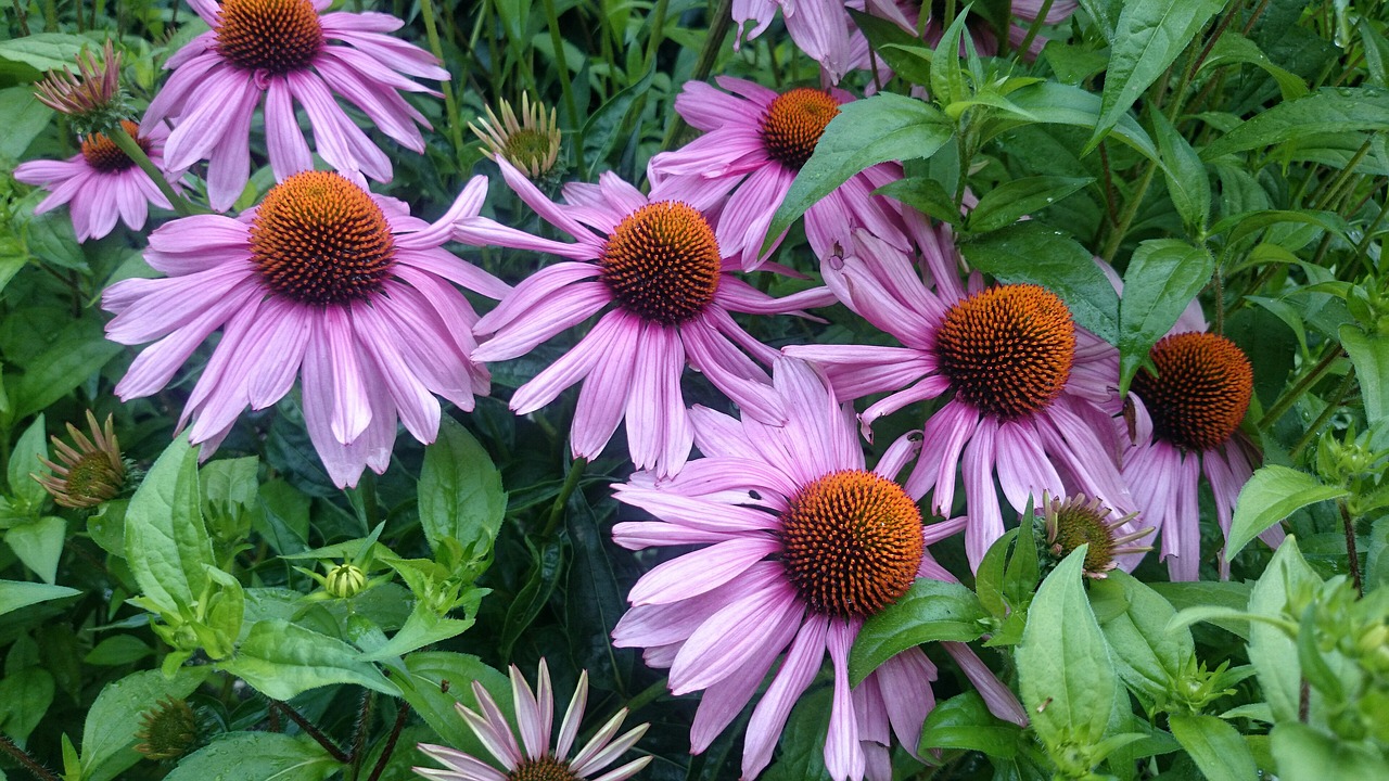 autumn flowers garden violet free photo