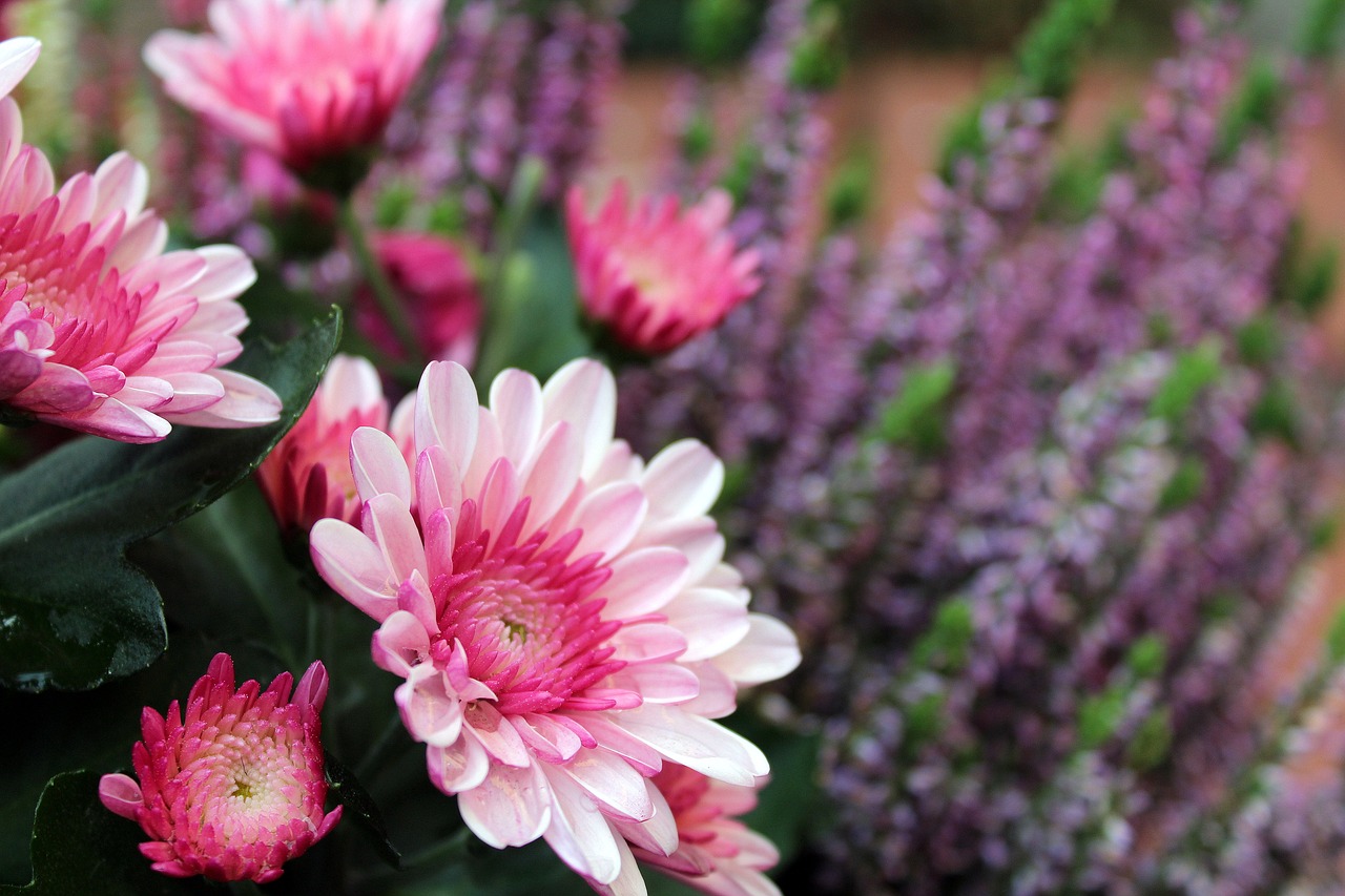 autumn flowers pink chrysanthemum free photo