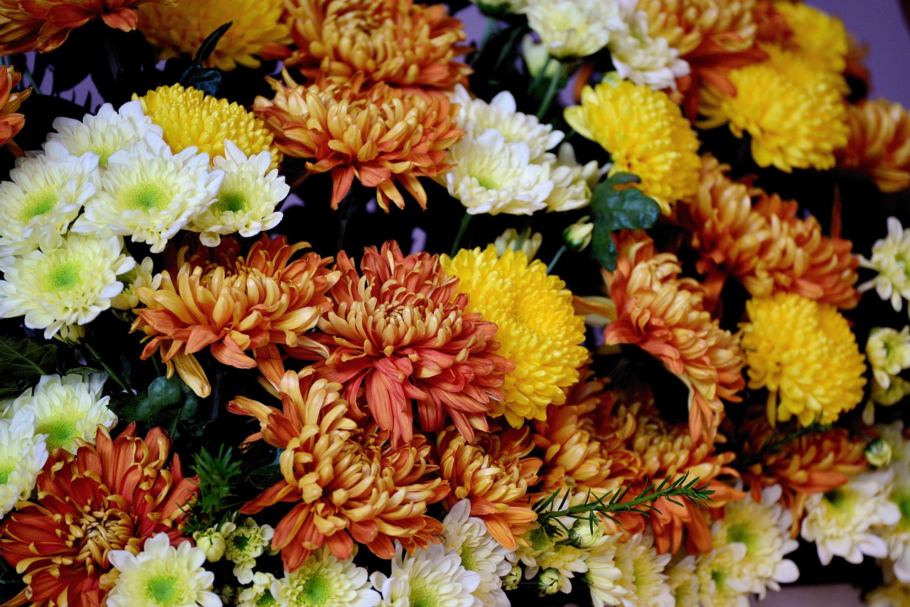 autumn flowers  asters  chrysanthemums free photo