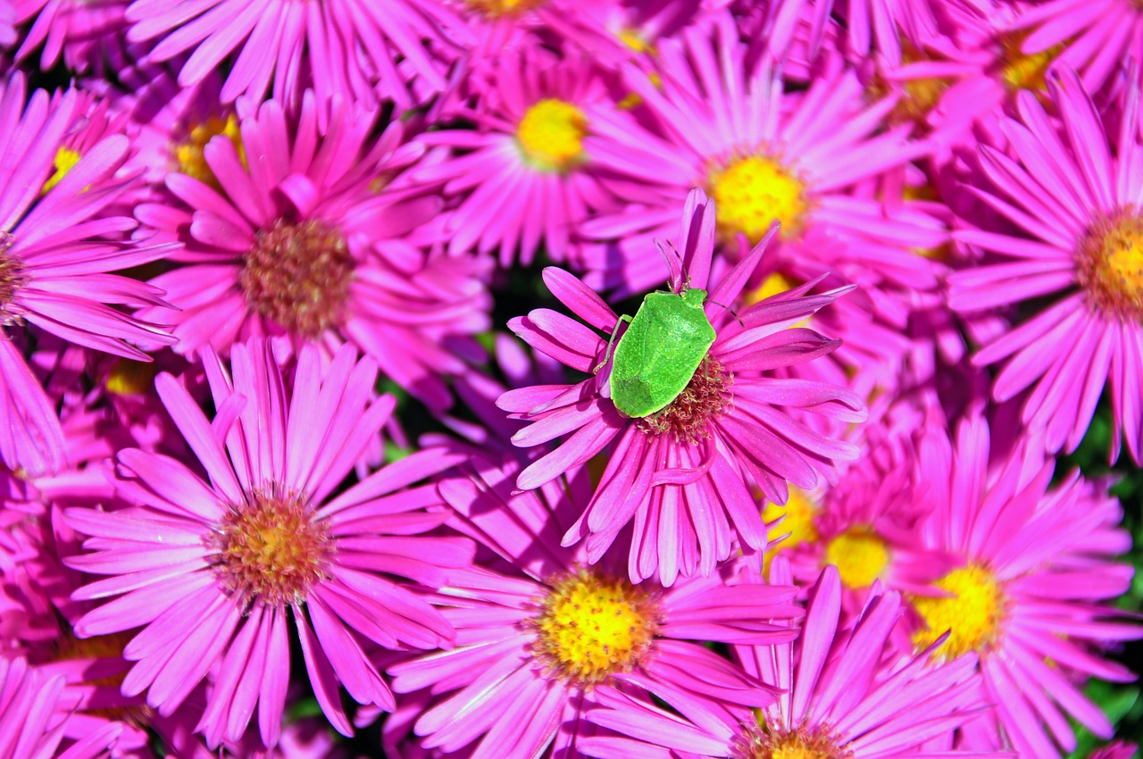 autumn flowers  bedbugs  green bug free photo