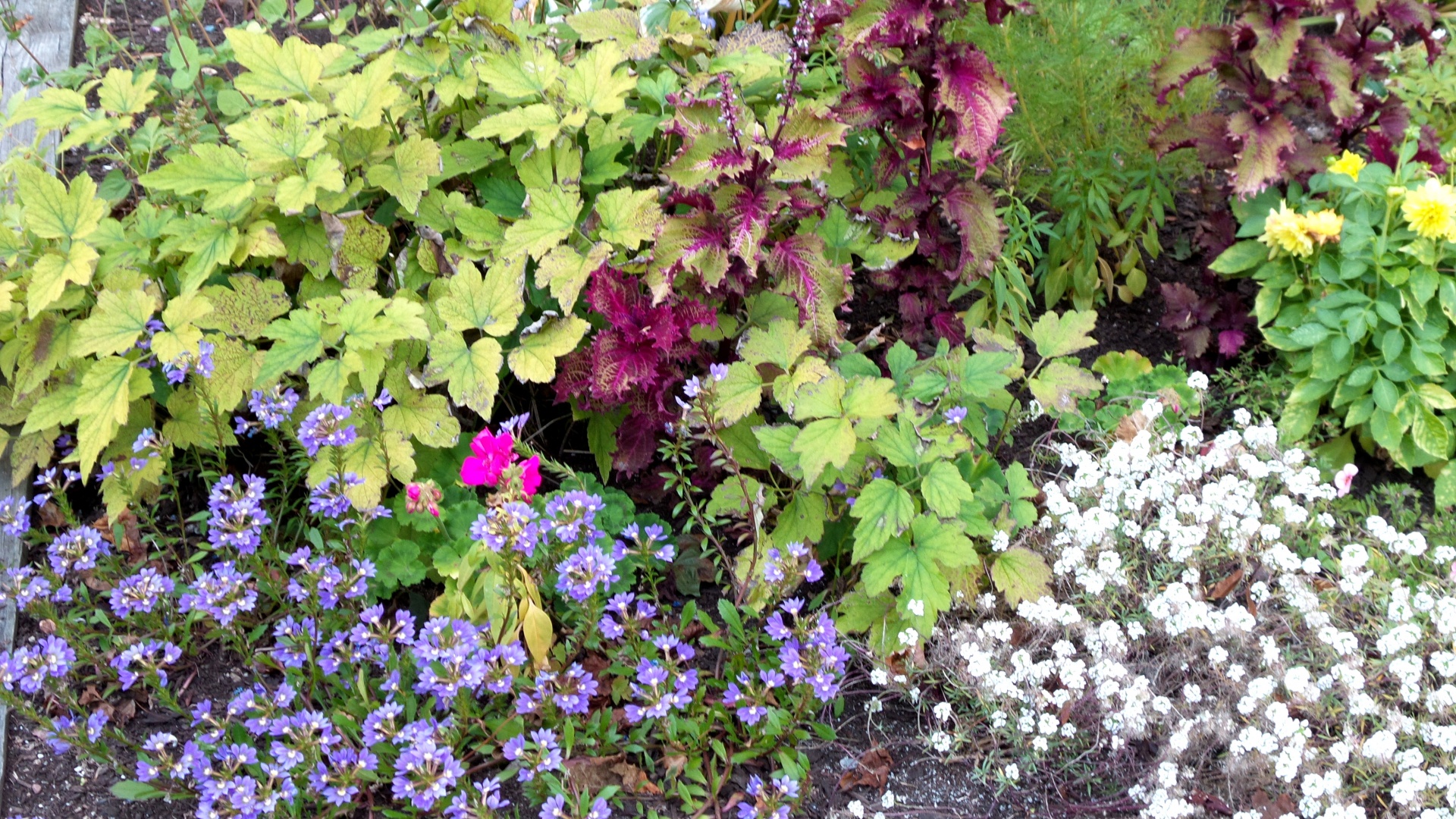 flowers moss grass free photo