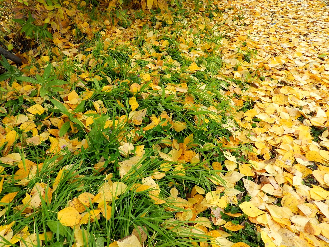 autumn foliage listopad autumn free photo