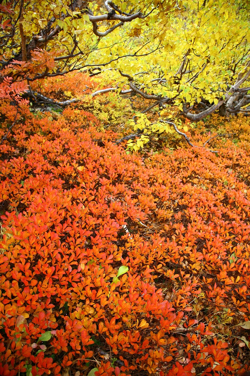 autumn foliage listopad autumn free photo