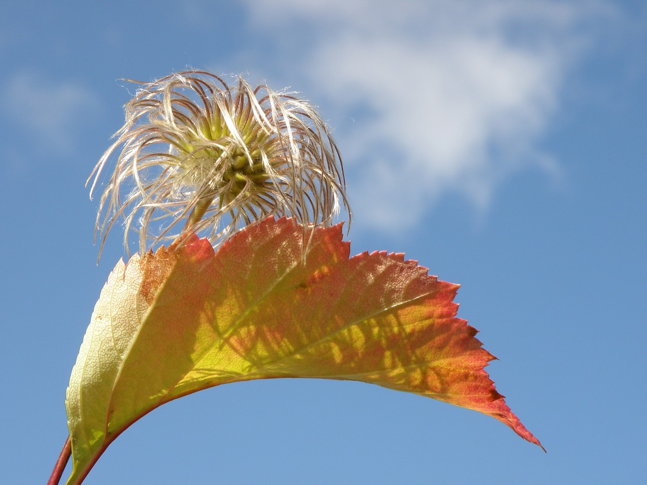 autumn foliage listopad autumn free photo