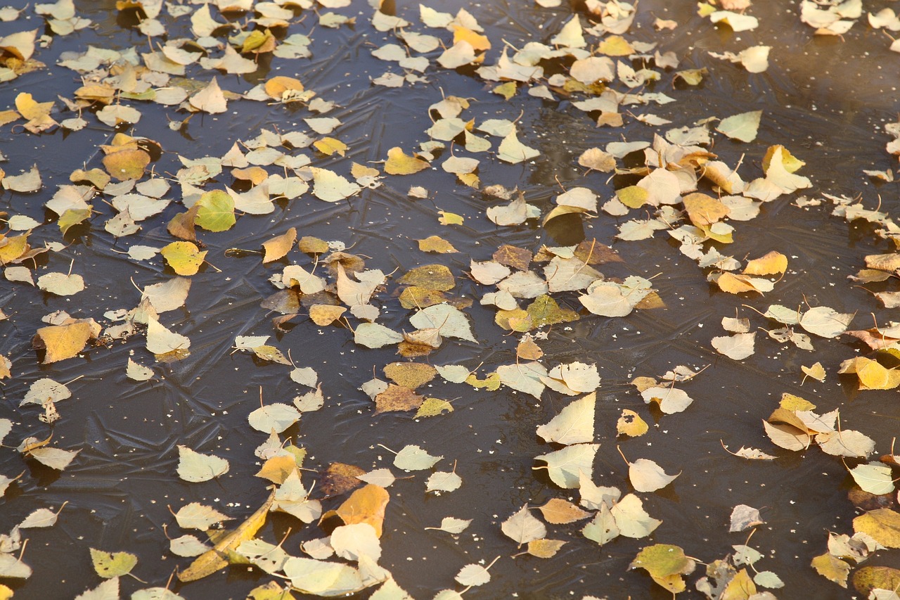 autumn foliage water floating leaves free photo