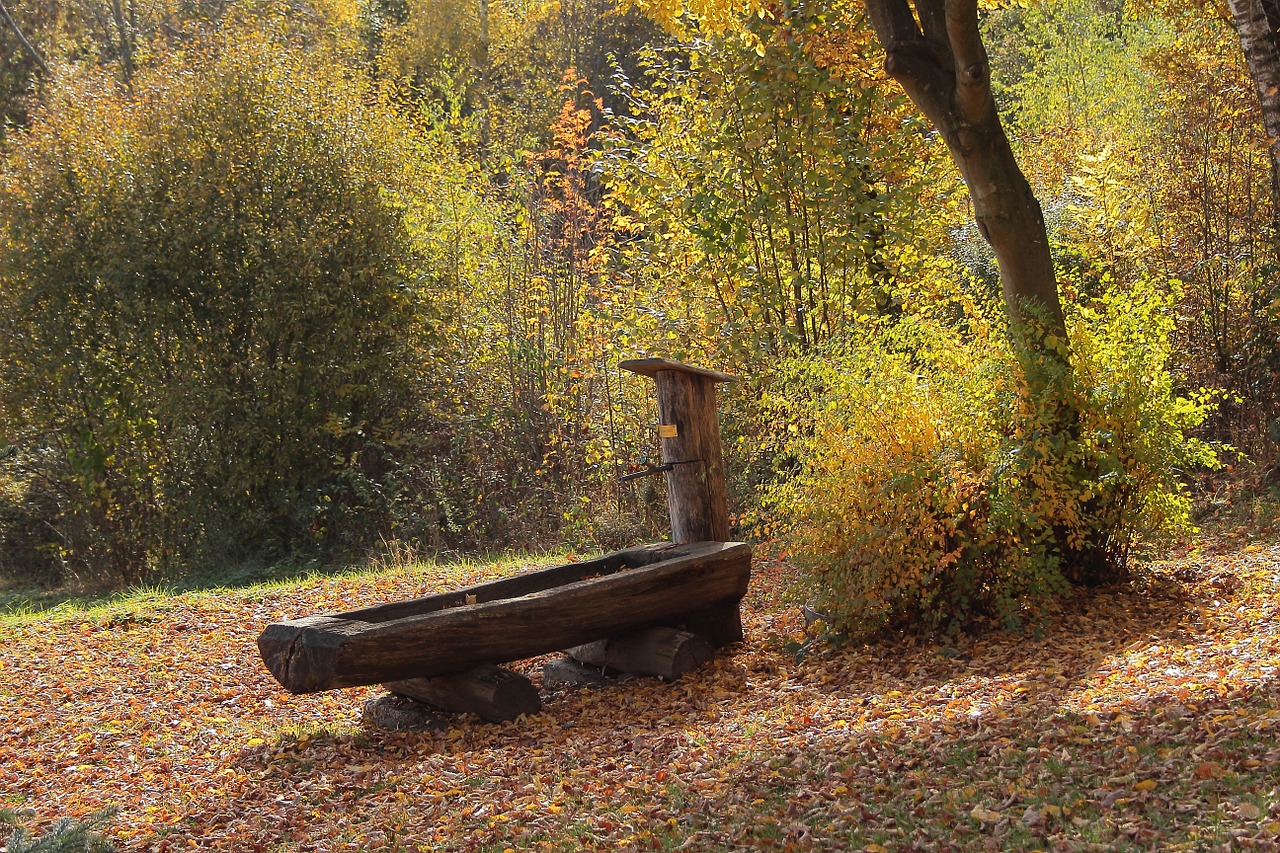 autumn forest colorful fountain free photo