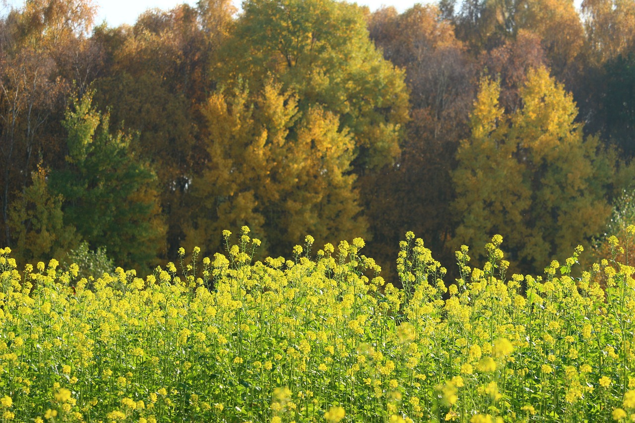 autumn forest autumn leaves free photo