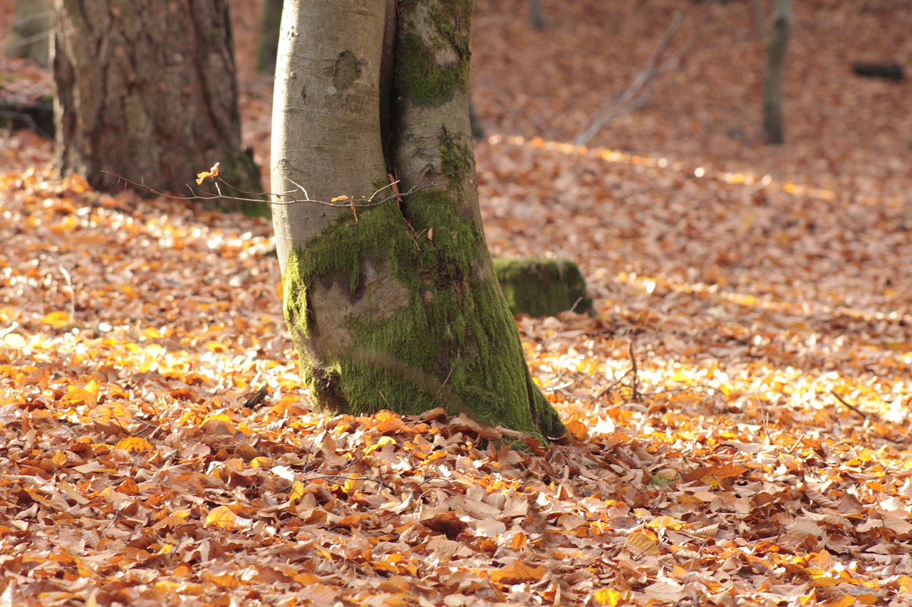 autumn forest leaves forest floor free photo