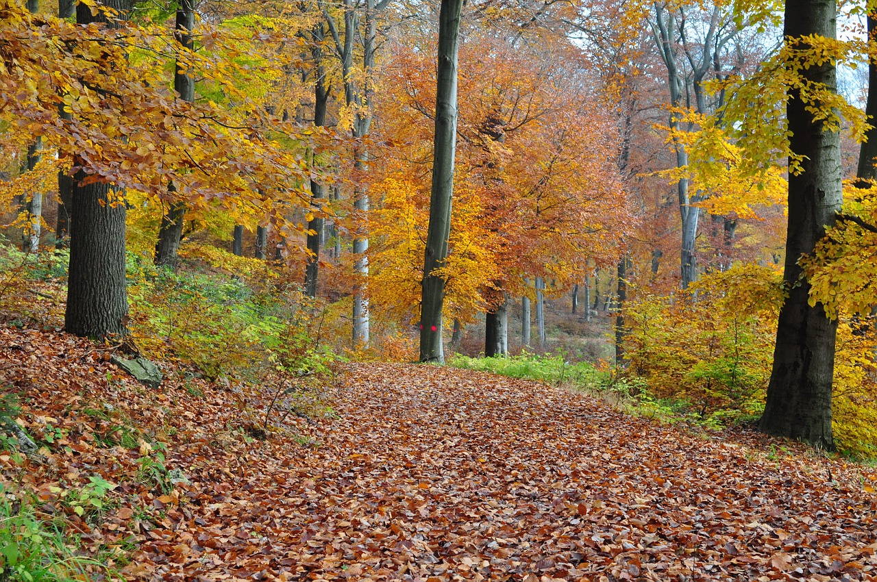 autumn forest autumn forest free photo