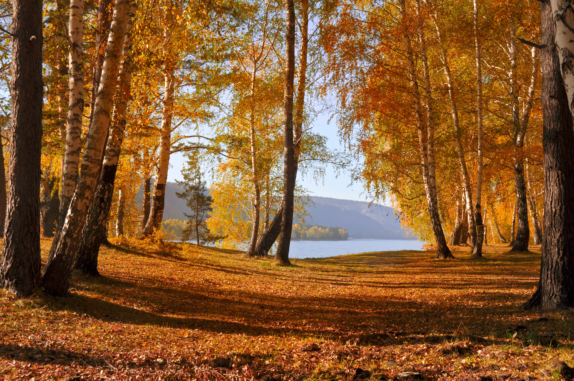 leaves autumn trees free photo