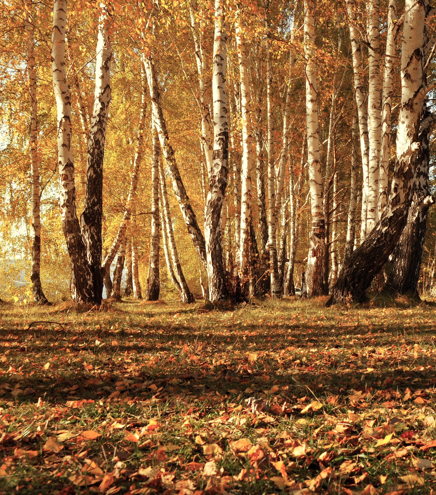 leaves autumn trees free photo