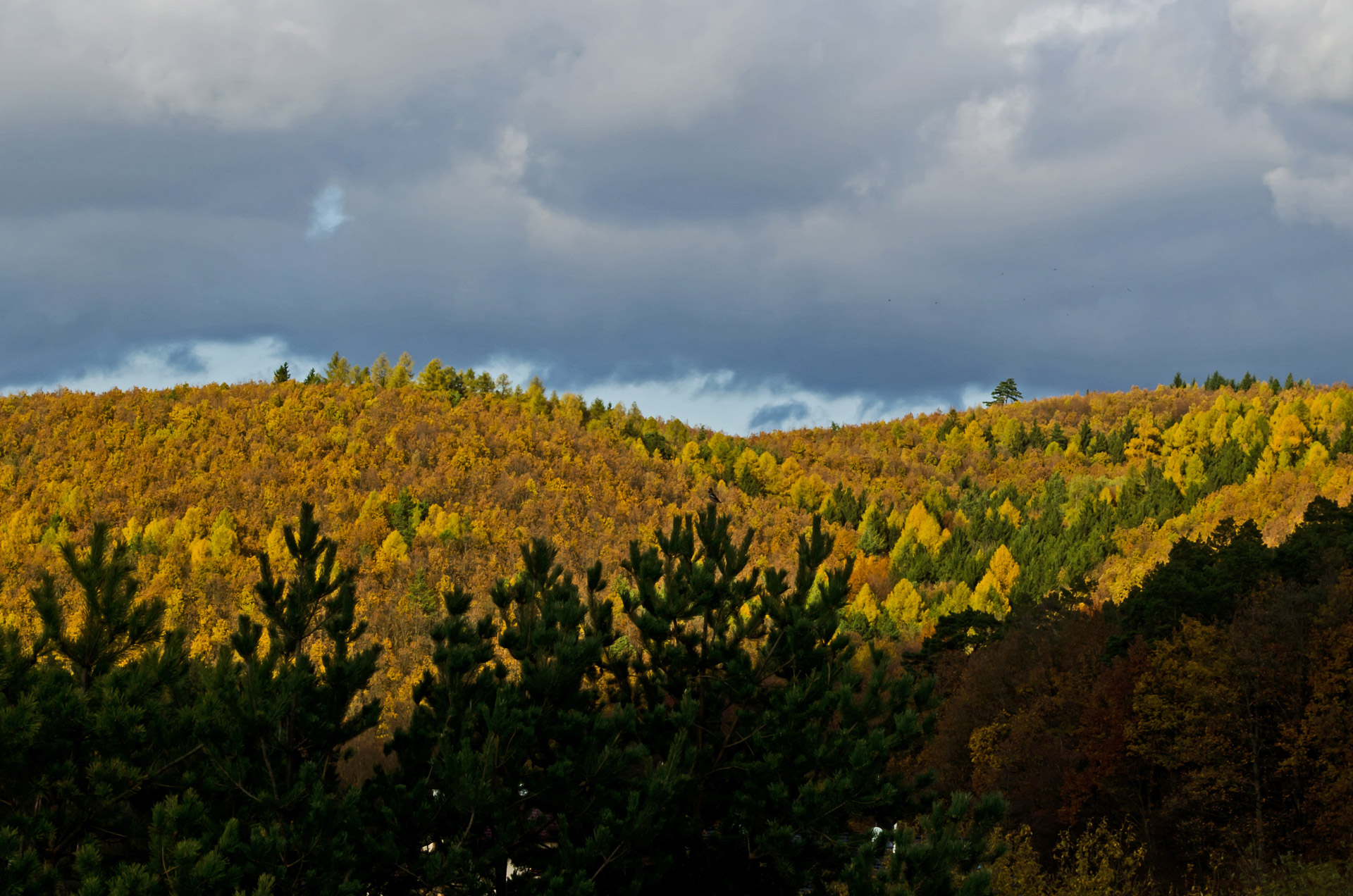 autumn forest tree free photo