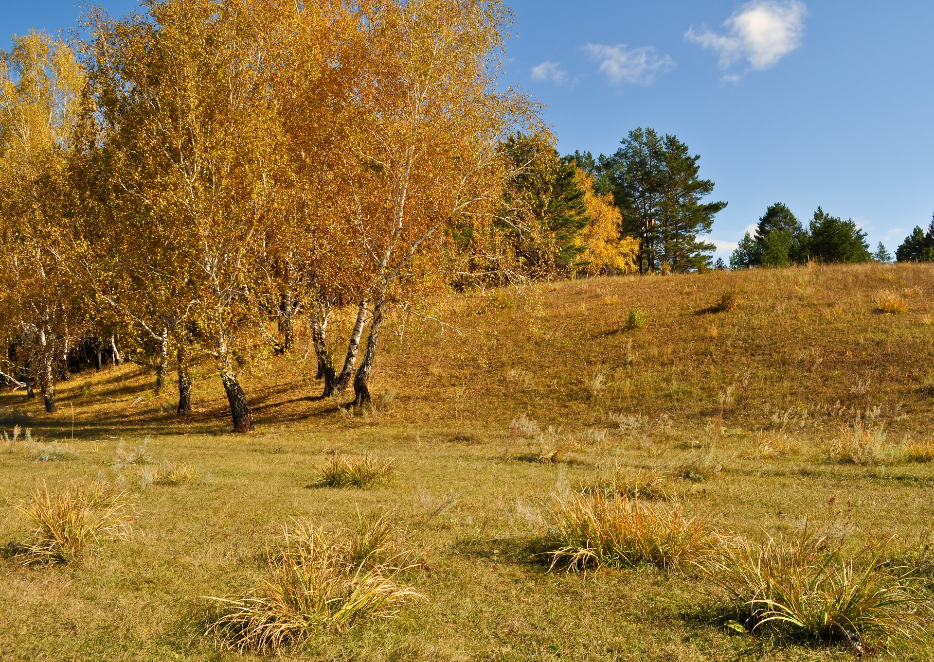 autumn nature forest free photo