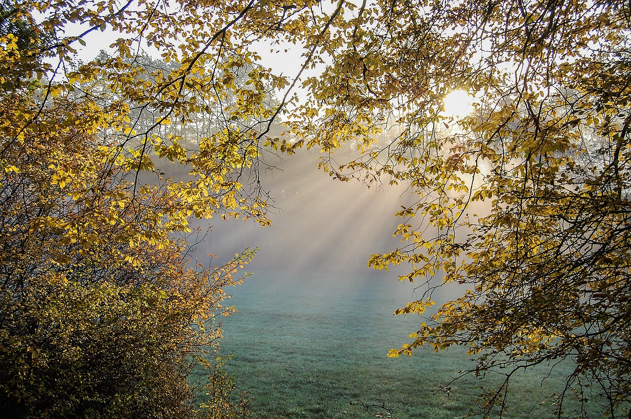 autumn forest forest fall color free photo