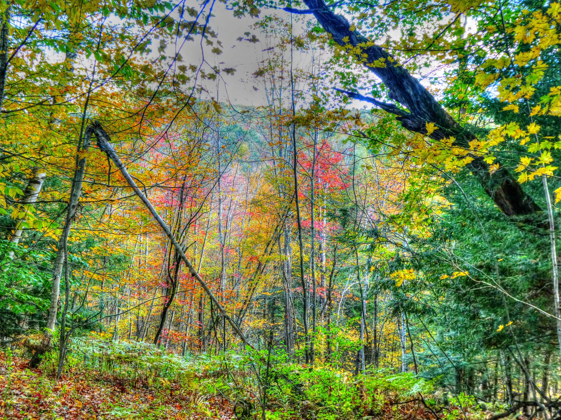 fall autumn forest free photo