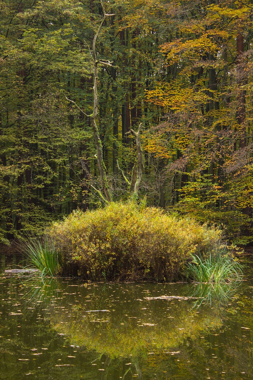 autumn forest pools pond free photo